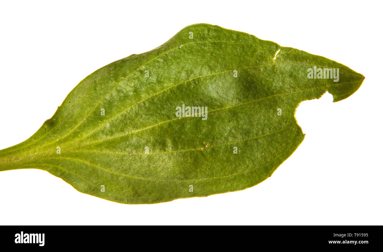 green leaf of a plantain. Over white Stock Photo
