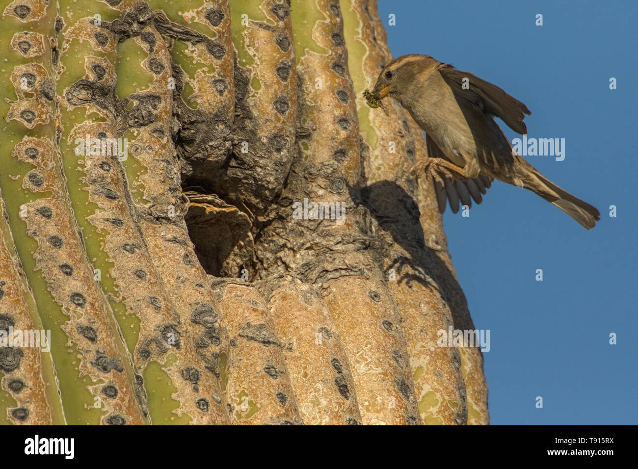 house sparrow (Passer domesticus), female, bringing food to nest in saguaro cactus, Sonoran desert Arizona, a species introduced to North America from Stock Photo