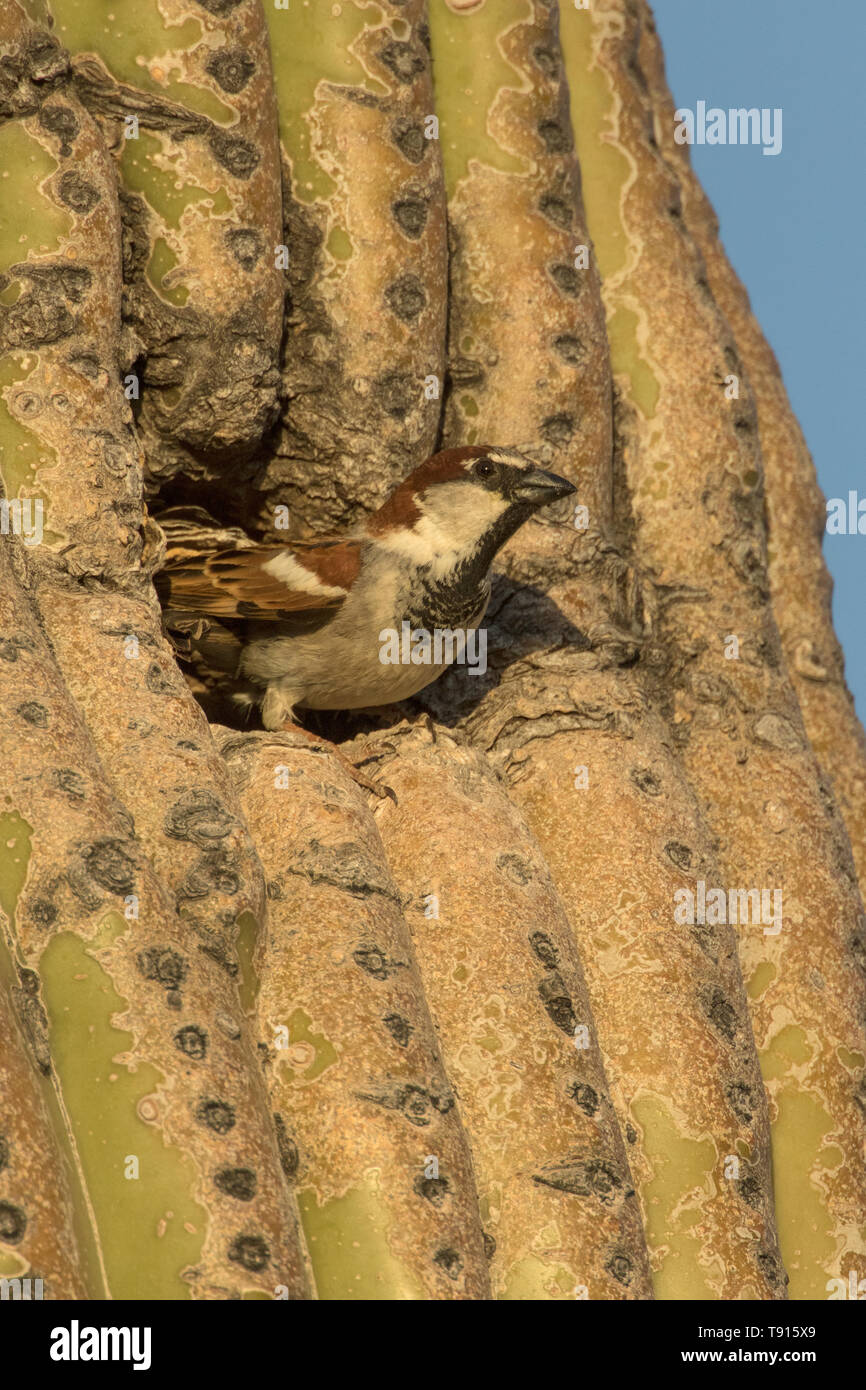 house sparrow (Passer domesticus), male, at nest in saguaro cactus, Sonoran desert Arizona, a species introduced to North America from Eurasia, has be Stock Photo