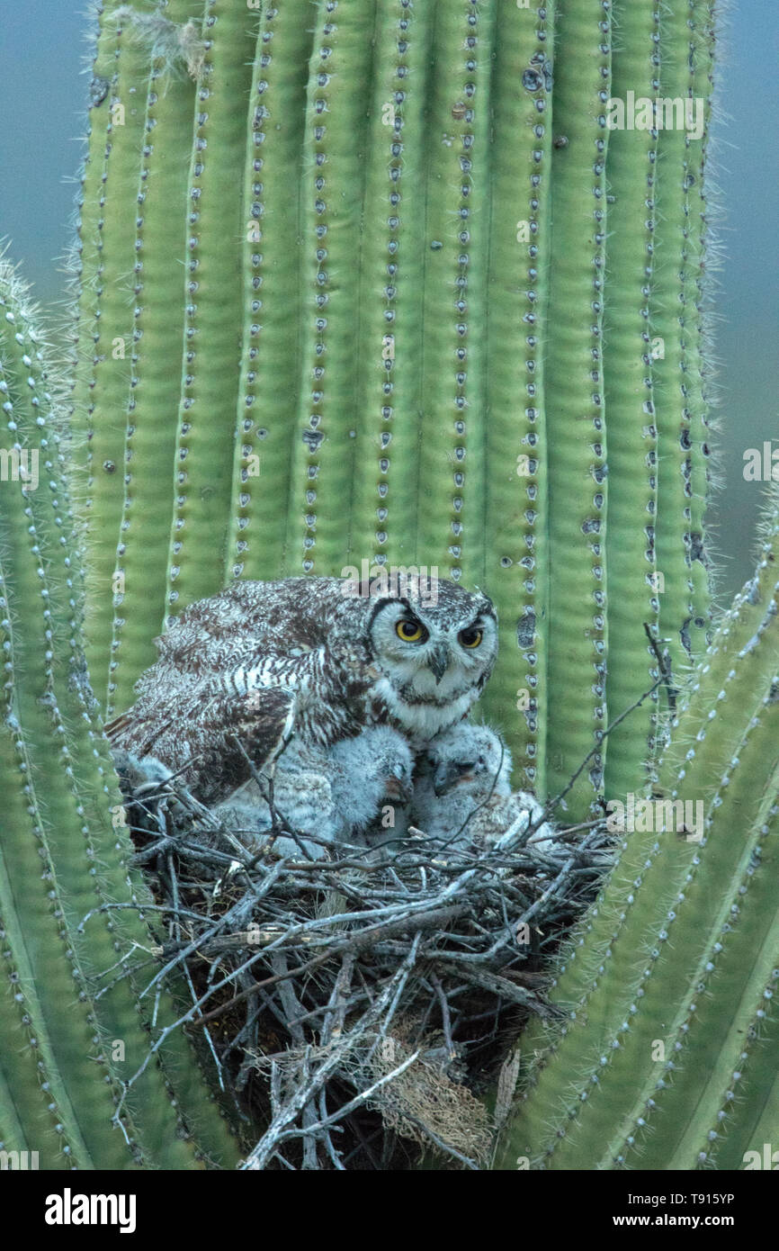 great horned owls, (Bubo virginianus), in nest in saguaro cactus, (Carnegiea gigantea), Sonoran desert , Arizona Stock Photo