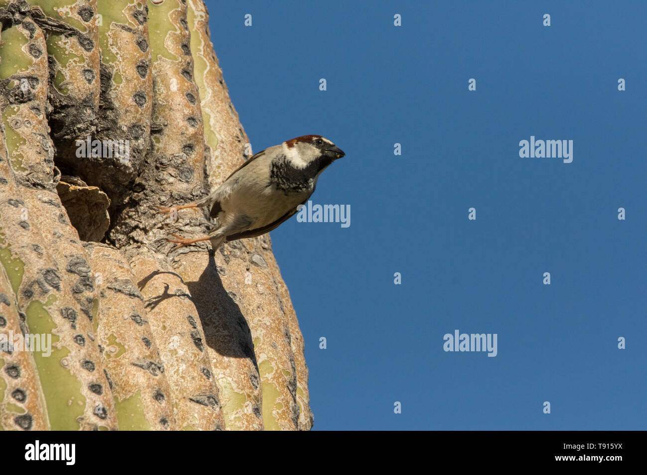 house sparrow (Passer domesticus), male, flying from nest in saguaro cactus, Sonoran desert Arizona, a species introduced to North America from Eurasi Stock Photo