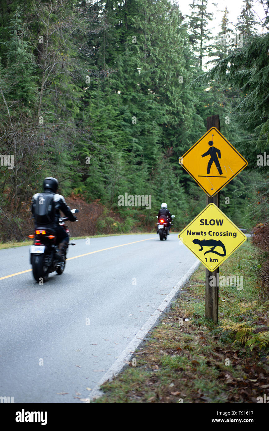 Roadside newt crossing in Belcarra Regional Park. Belcarra, British Columbia, Canada. Stock Photo