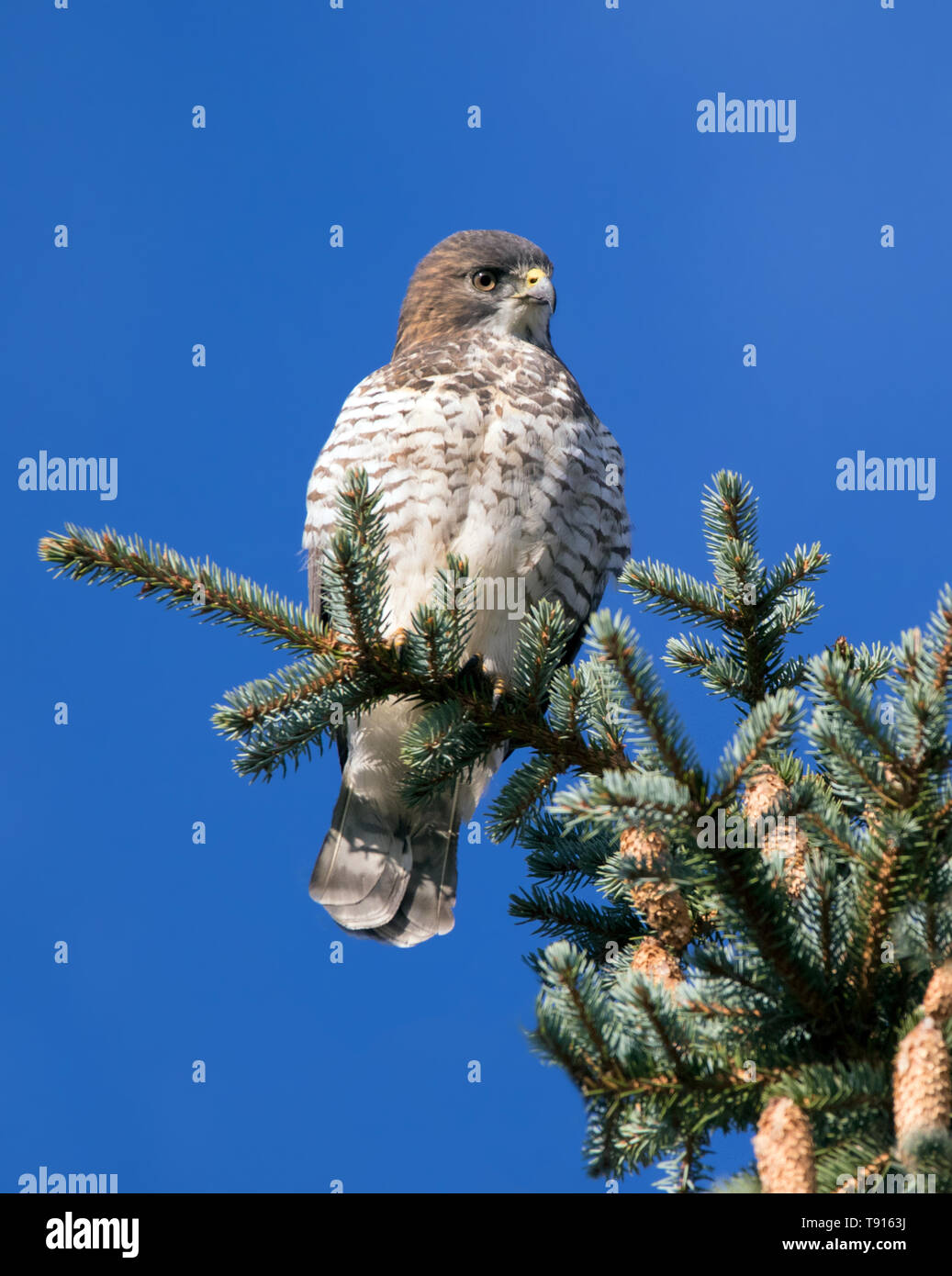 Broad-winged Hawk, Buteo platypterus,  perched in Saskatoon in the fall, Saskatchewan Stock Photo