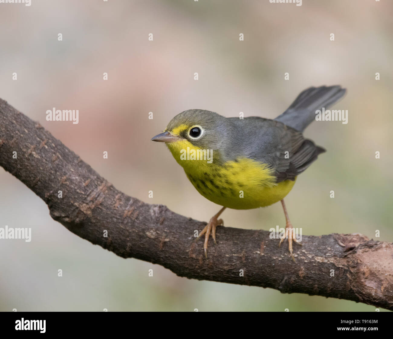 Canada Warbler, Cardellina canadensis, perched in Saskatoon, Canada Stock Photo