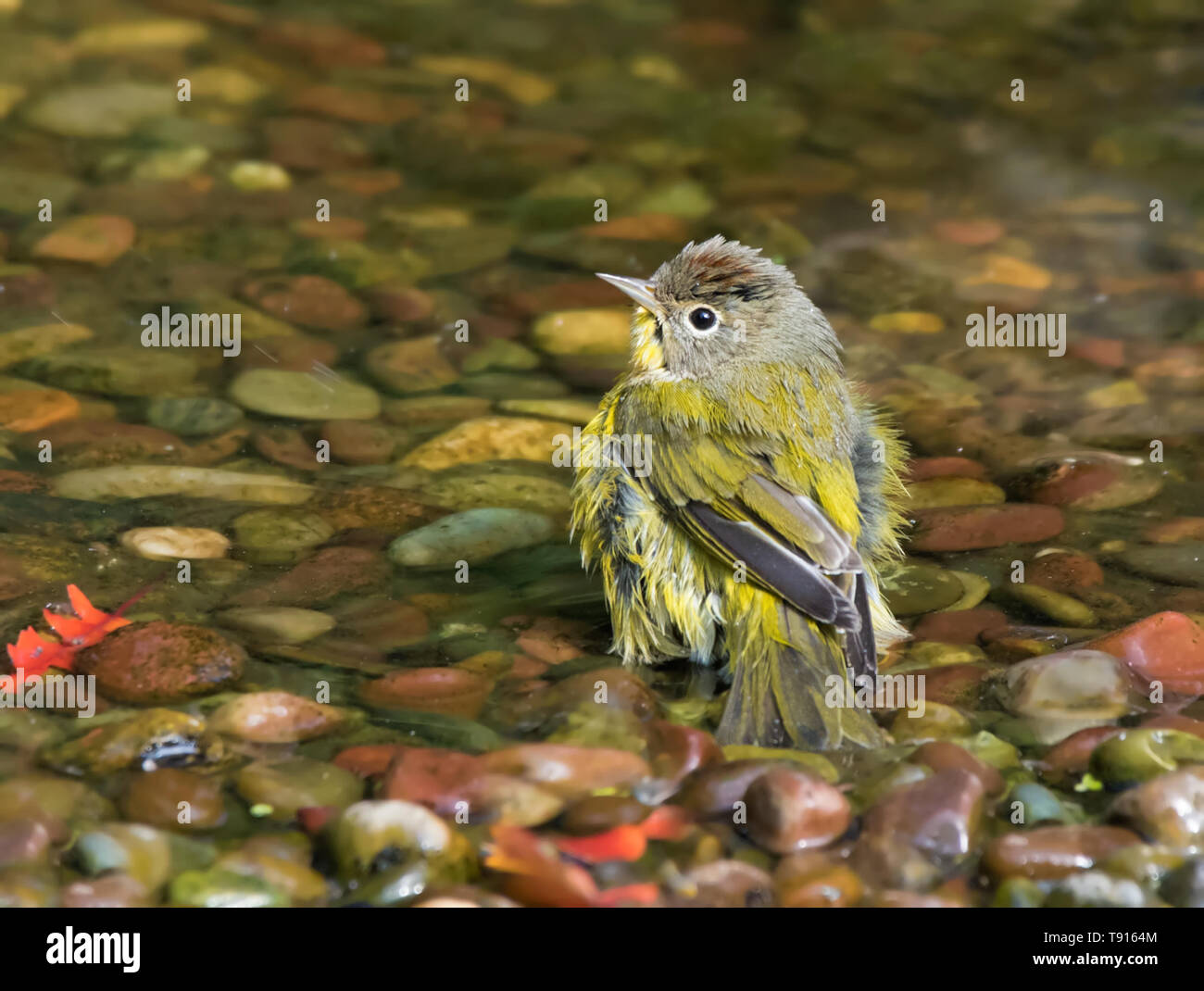 ashville Warbler, Leiothlypis ruficapilla, bathes in a backyard pond, in Saskatoon, Saskatchewan Stock Photo