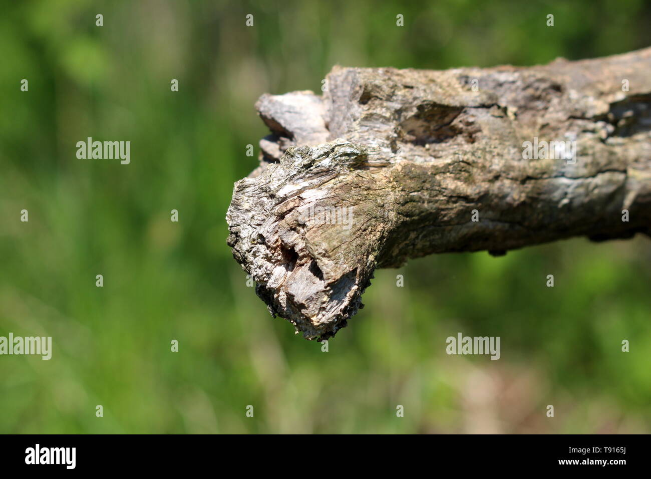 Jagged log edge hi-res stock photography and images - Alamy