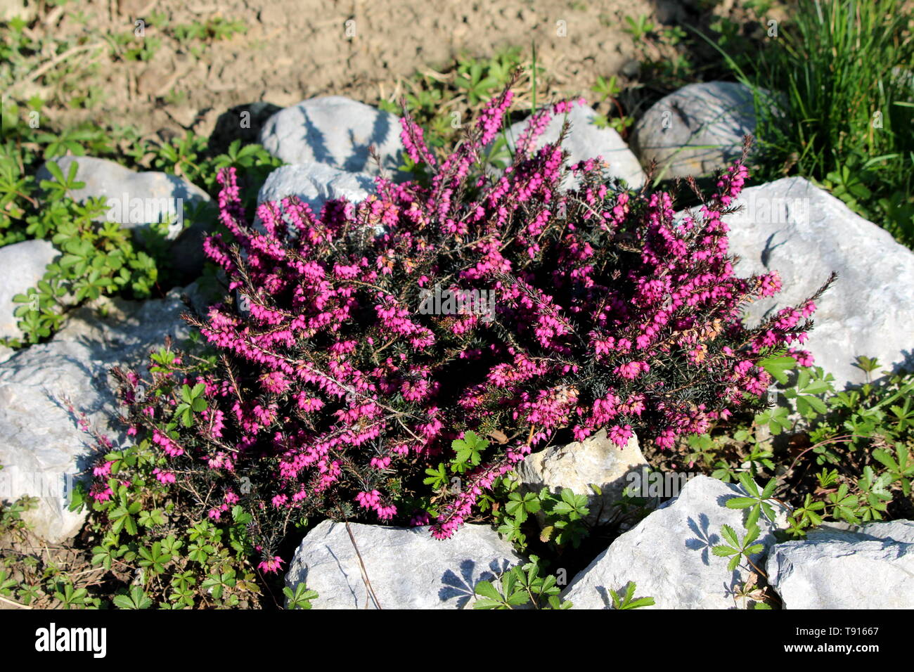 Common heather or Calluna vulgaris or Ling or Heather low growing perennial shrub flowering plant with dense purple flowers in racemes Stock Photo