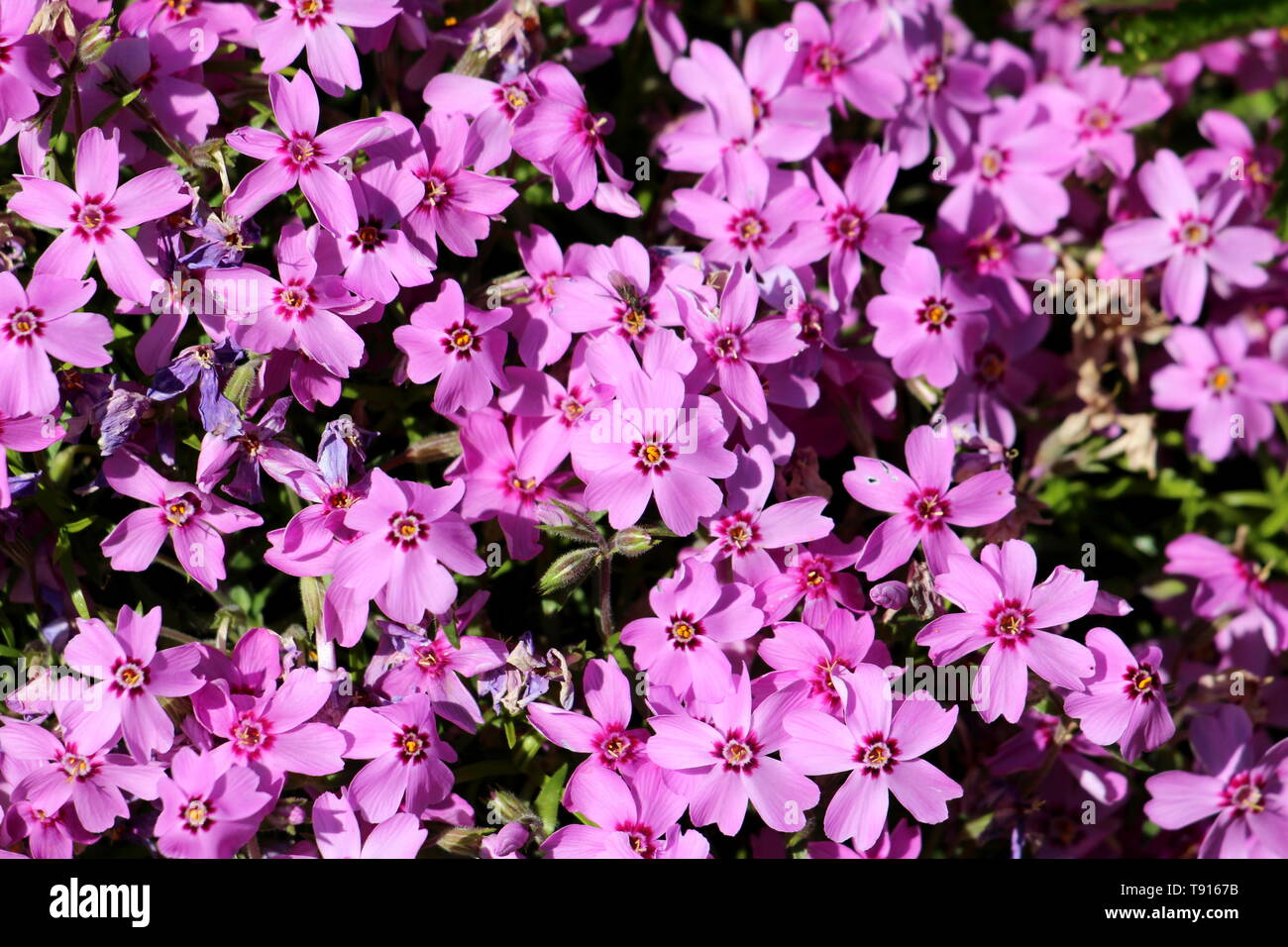 Densely planted Creeping phlox or Phlox stolonifera or Moss phlox herbaceous stoloniferous perennial plant growing as hedge in local garden Stock Photo