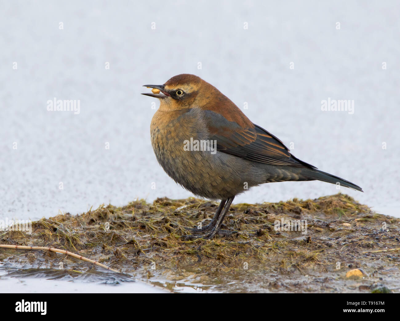 Rusty Blackbird, Euphagus carolinus, in winter plumage, at Broderick, Saskatchewan Stock Photo