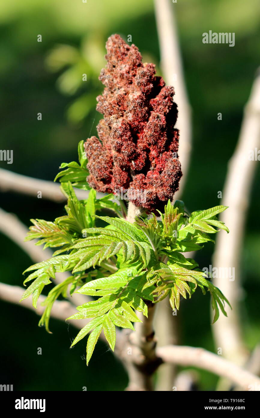 Fresh green leaves of Staghorn sumac or Rhus typhina dioecious