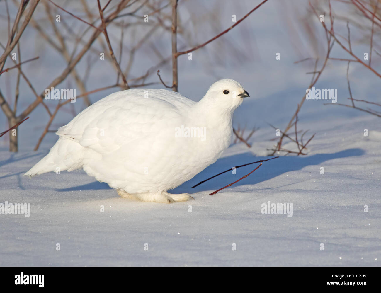 Willow Ptarmigan, Lagopus lagopus, foraging for food on the edge of the Boreal Forest in winter, near Narrow Hills Provincial Park, Saskatchewan. Stock Photo