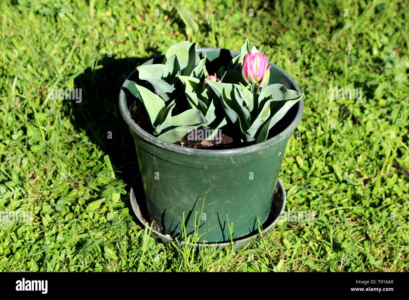 Ice Cream Tulip Plants Planted In Small Plastic Green Flower Pot
