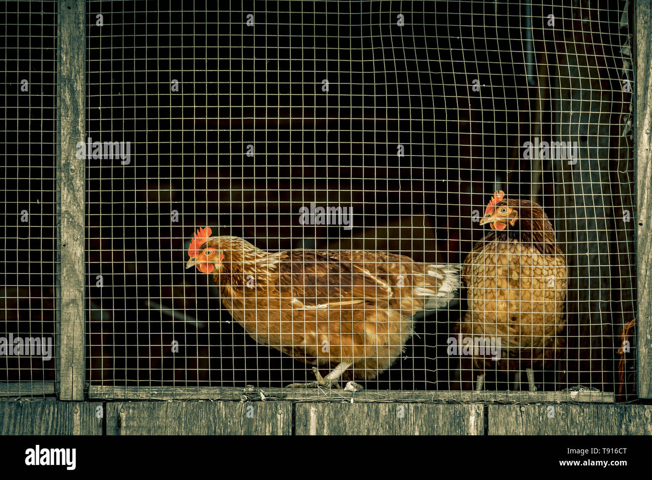 Chicken Coop In Historic Ruckle Farm Provincial Park On Salt Spring