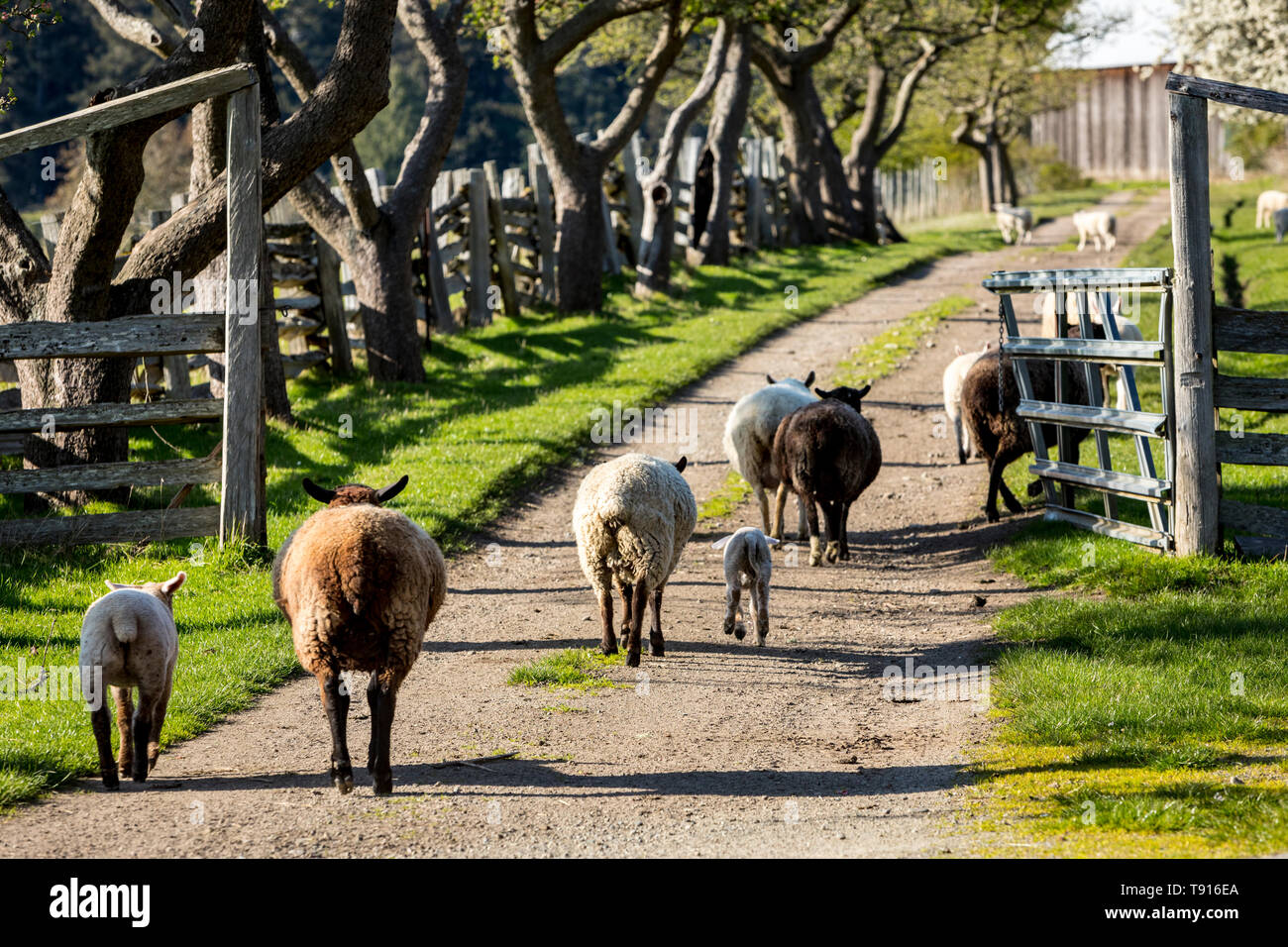 Sheep moving to fresh pasture in Ruckle Farm Provincial Park on Salt Spring Island, British Columbia, Canada. Stock Photo