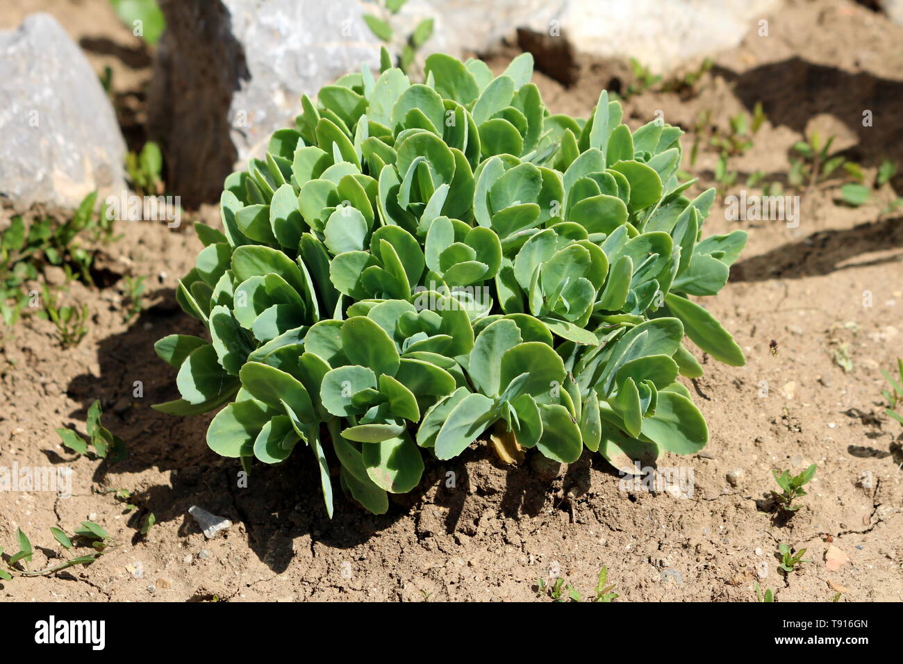 Sedum or Stonecrop hardy succulent ground cover perennial green plant with thick succulent leaves and fleshy stems planted in local garden Stock Photo