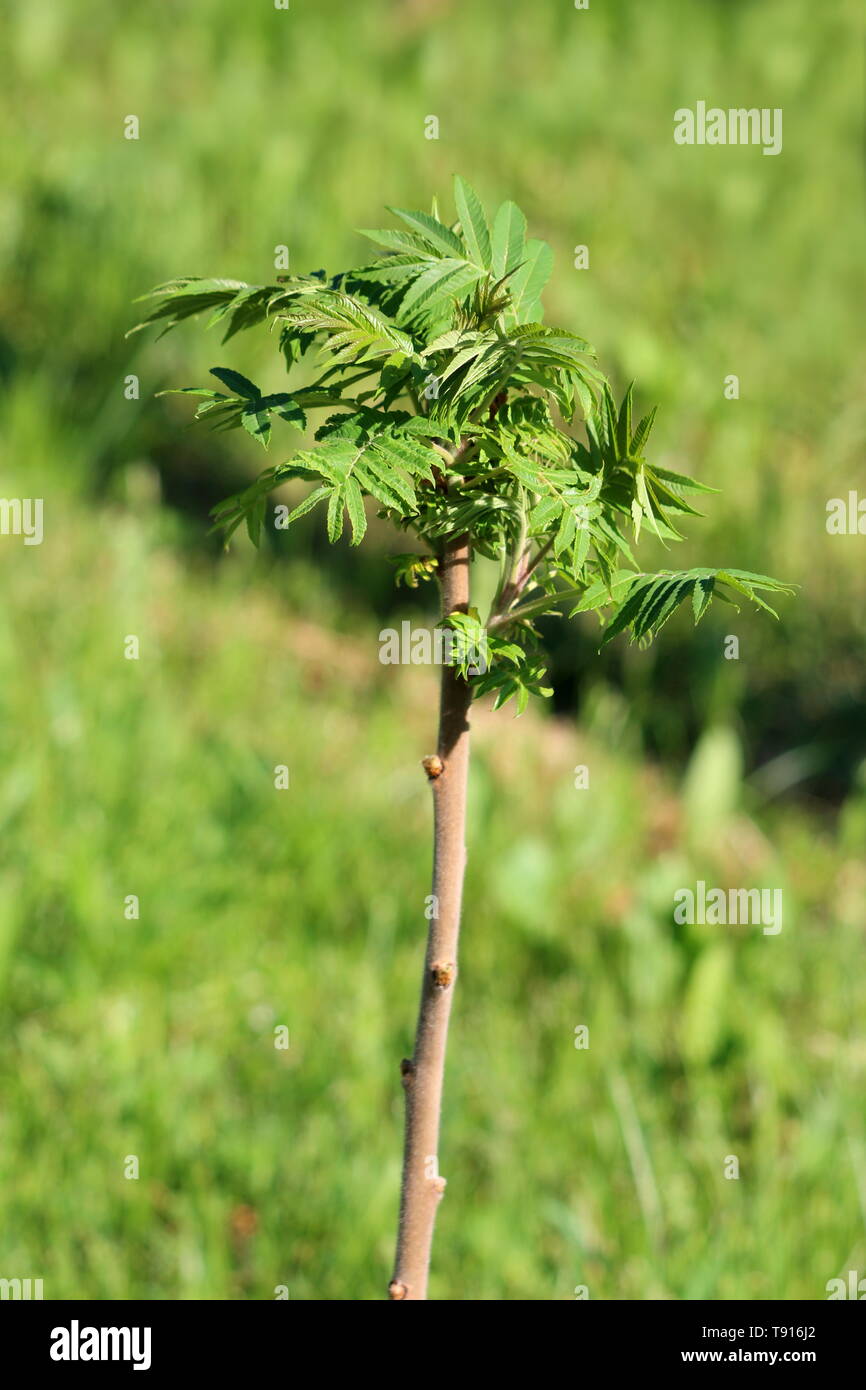 Staghorn sumac or Rhus typhina small dioecious deciduous tree with light green leaves planted in local garden surrounded with uncut grass Stock Photo