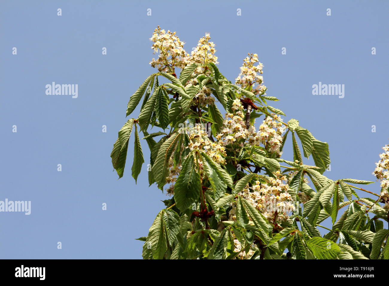 Sweet chestnut or Castanea sativa or Spanish chestnut or Portuguese chestnut or Marron substantial long lived deciduous tree with oblong lanceolate Stock Photo