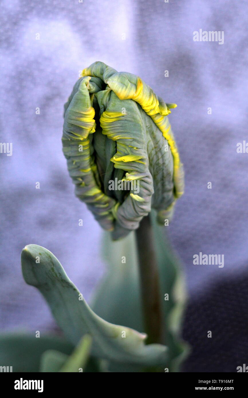 Young jagged tulip plant with dark to light green fully closed tepals with yellow edges surrounded with pointy elongated leaves on warm spring day Stock Photo
