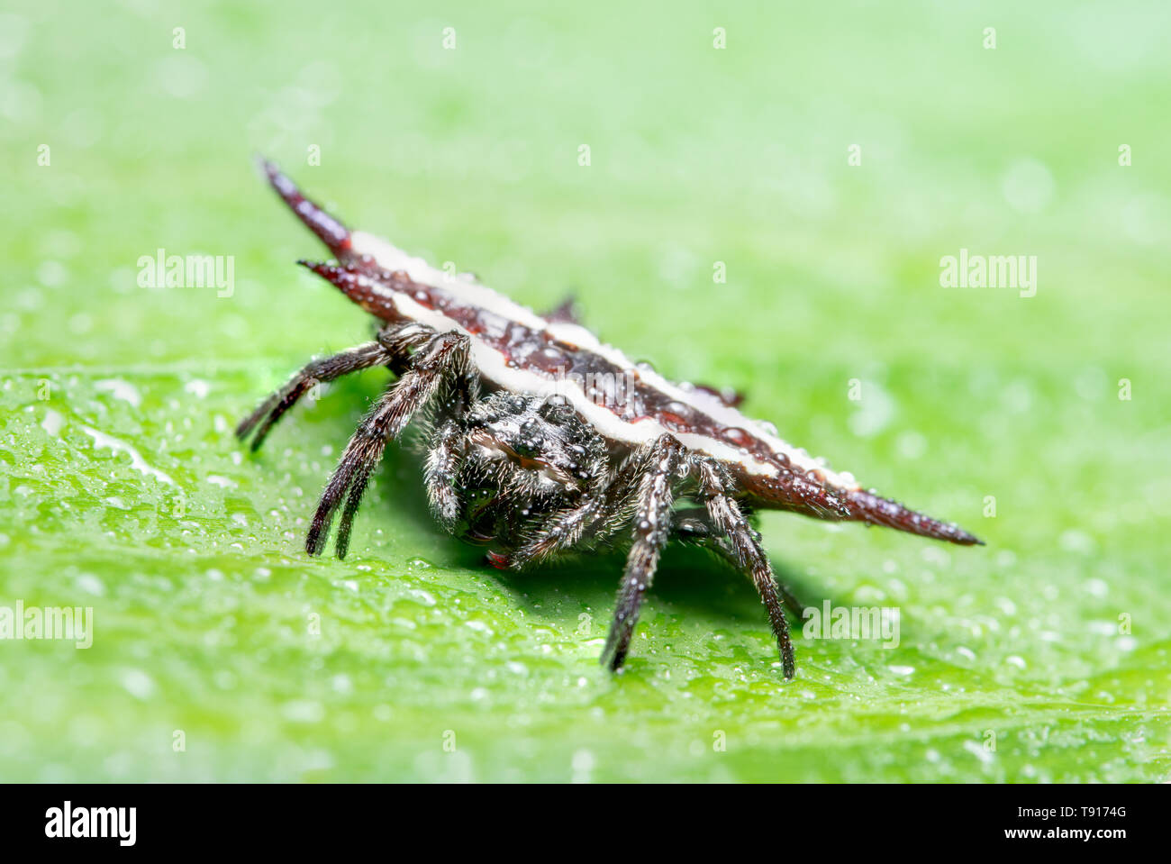Macro background spider Stock Photo - Alamy