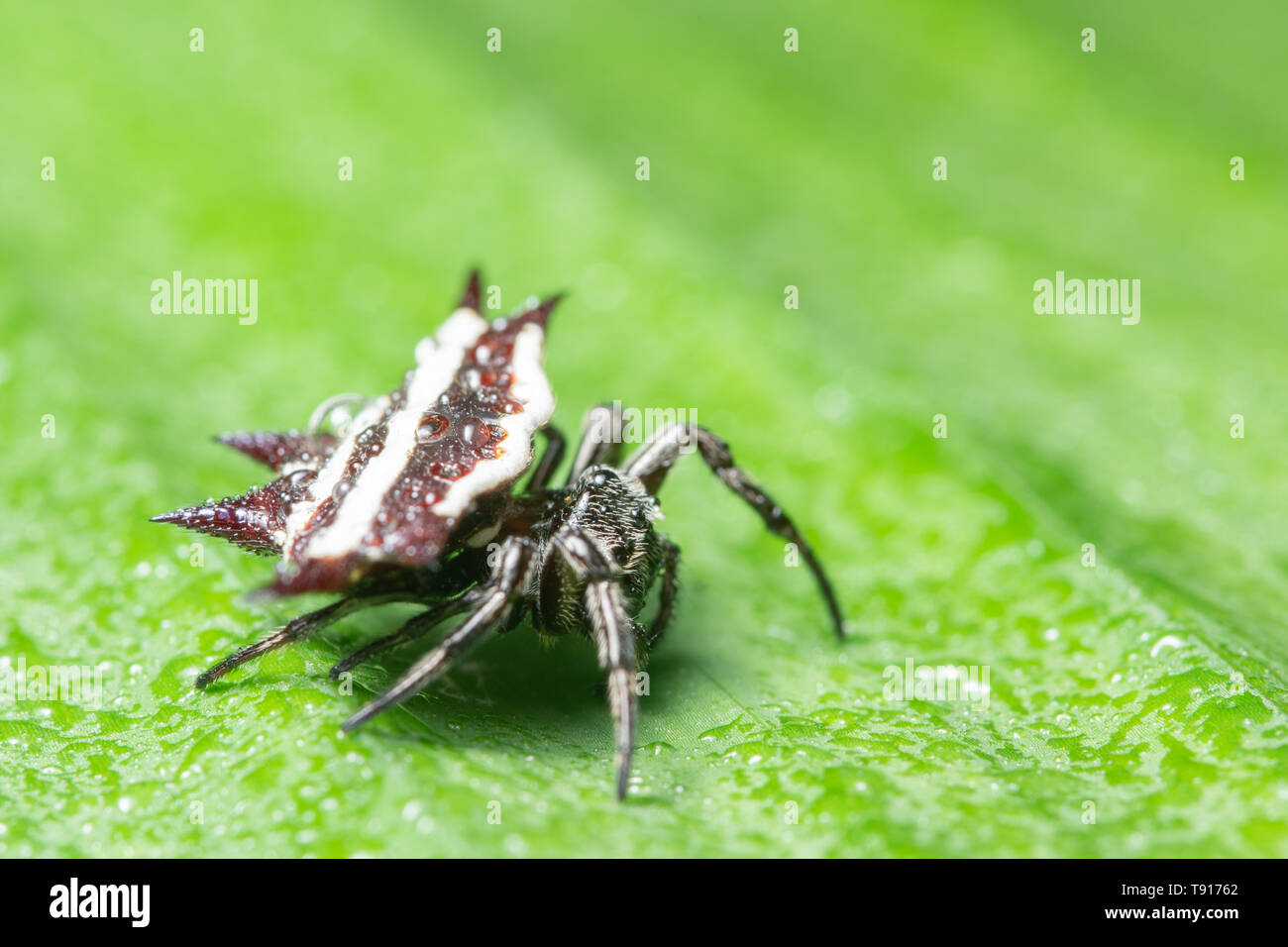 Macro background spider Stock Photo - Alamy