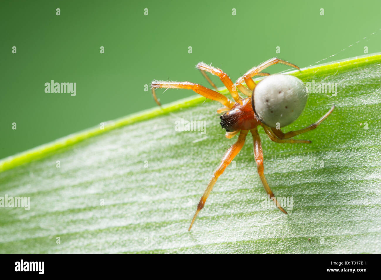 Macro Spider on a green background foliage Stock Photo - Alamy