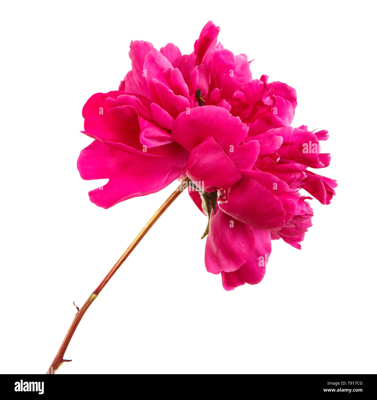 Red peony flower. Isolated on white Stock Photo