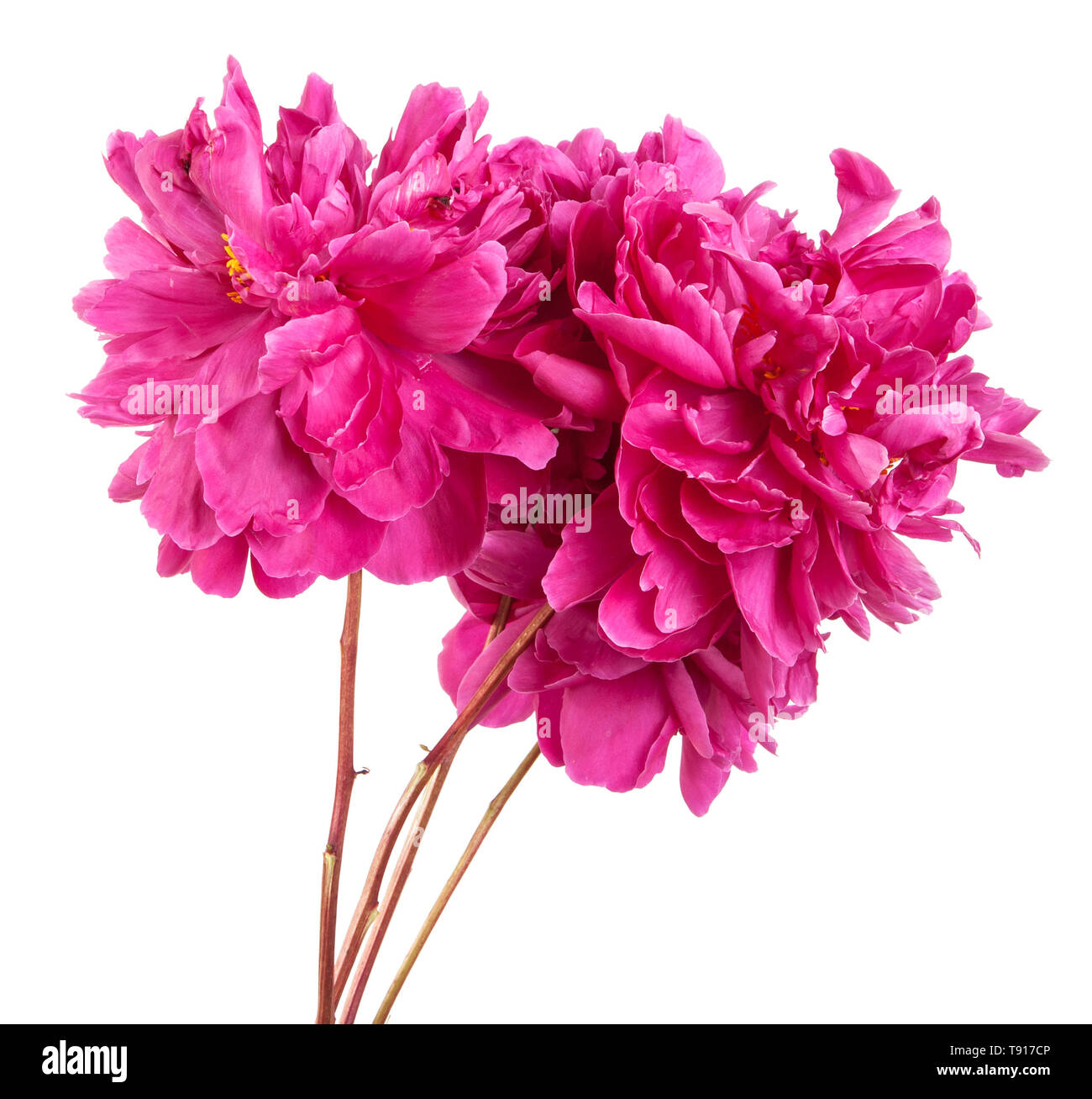 Bouquet of red peony flowers. Isolated on white Stock Photo