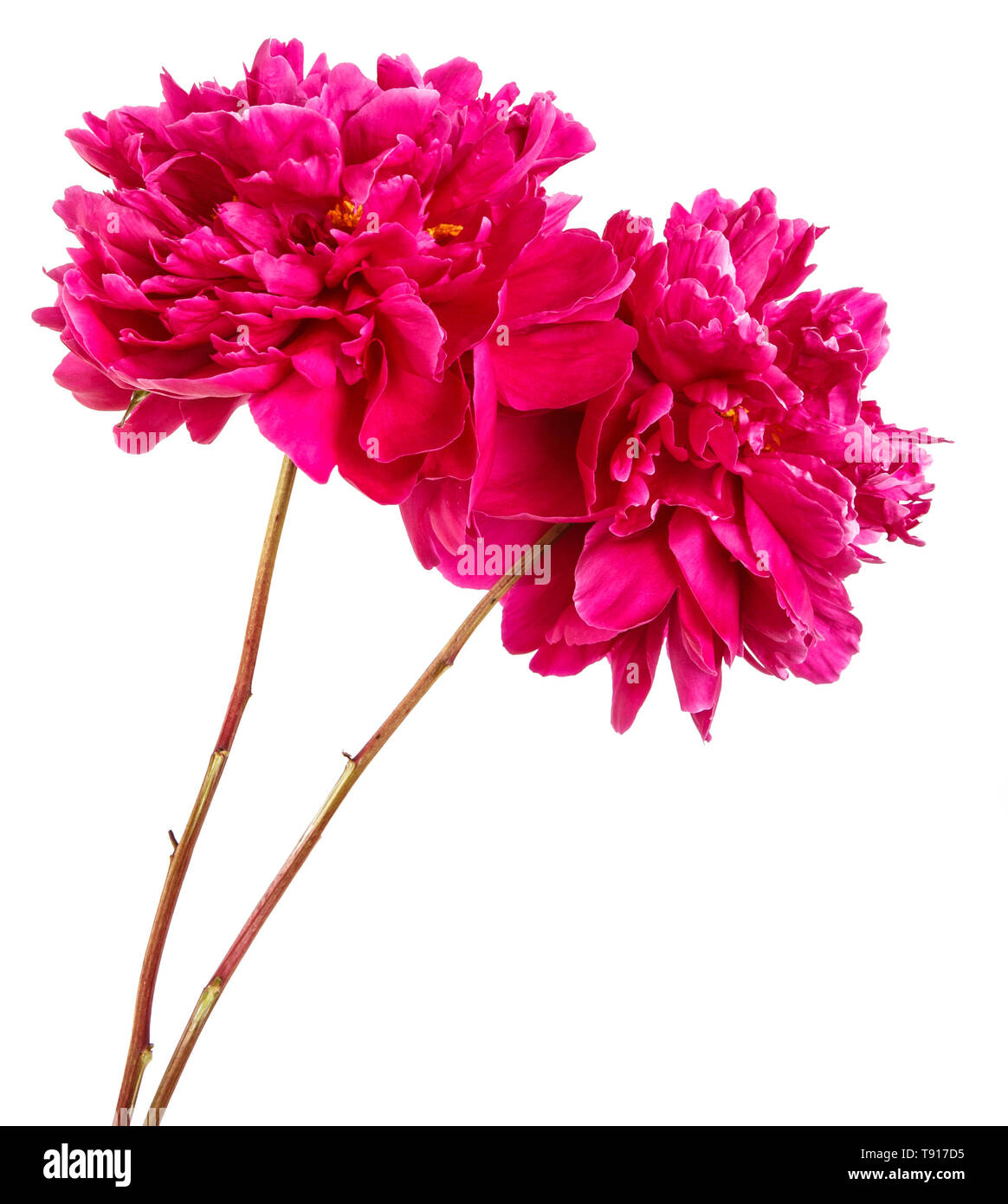 Bouquet of red peony flowers. Isolated on white Stock Photo