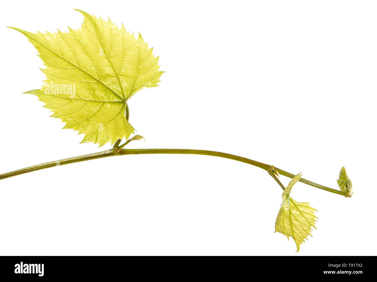 Part of a young vine with leaves. Isolated on white Stock Photo