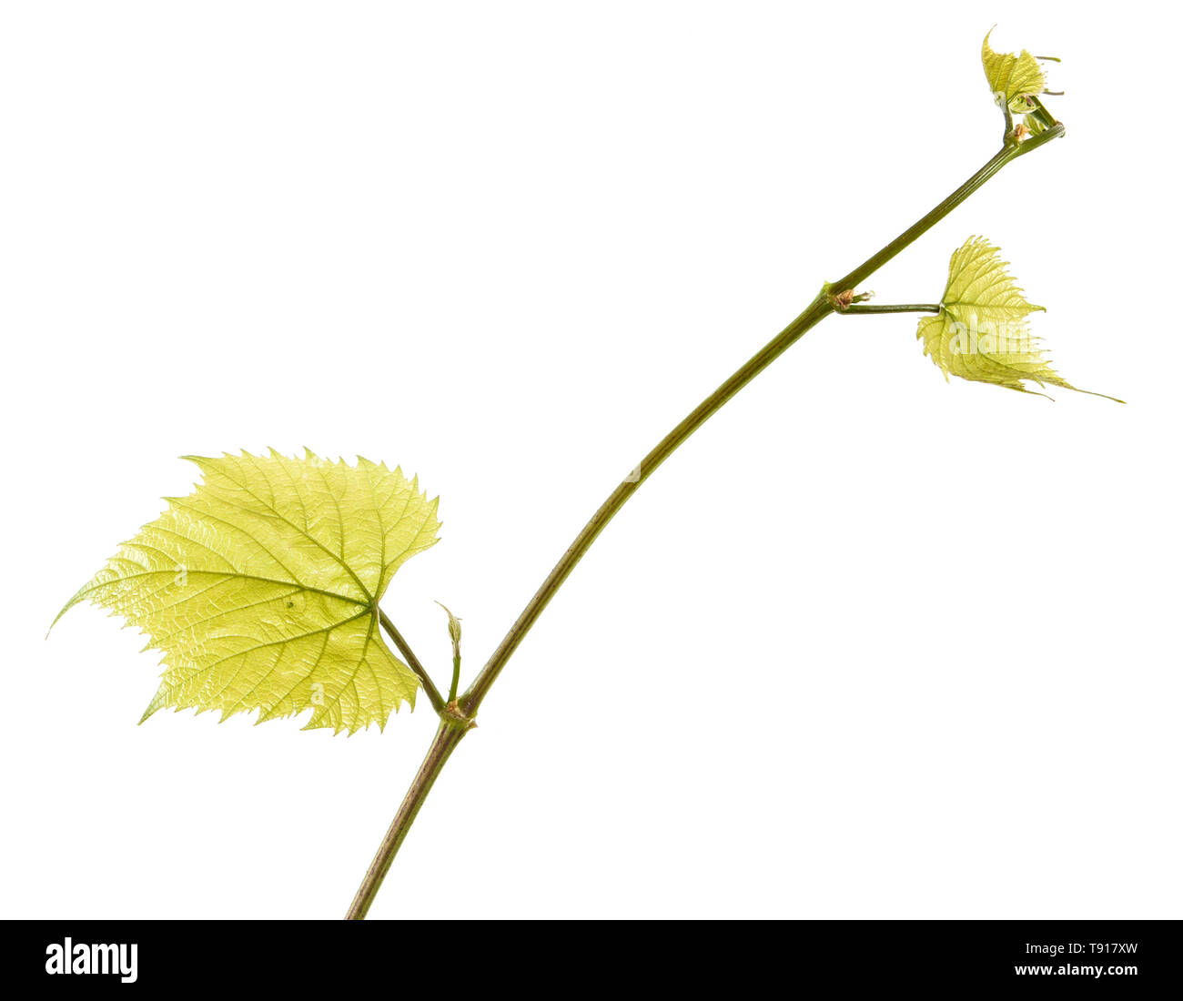 Part of a young vine with leaves. Isolated on white Stock Photo