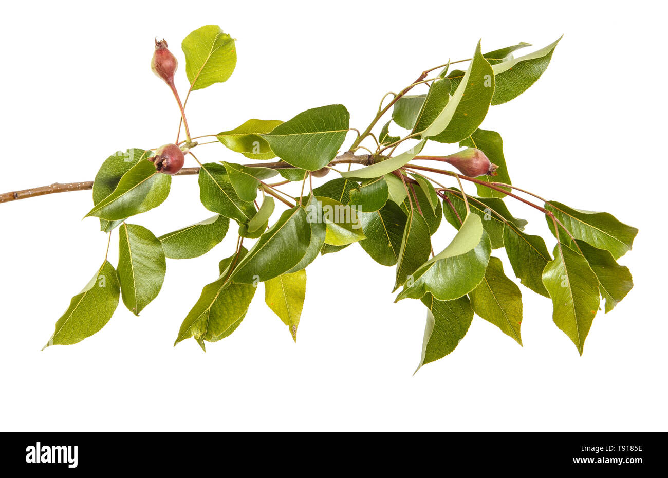 Branch of a grash tree with unripe fruit. Isolated on white Stock Photo