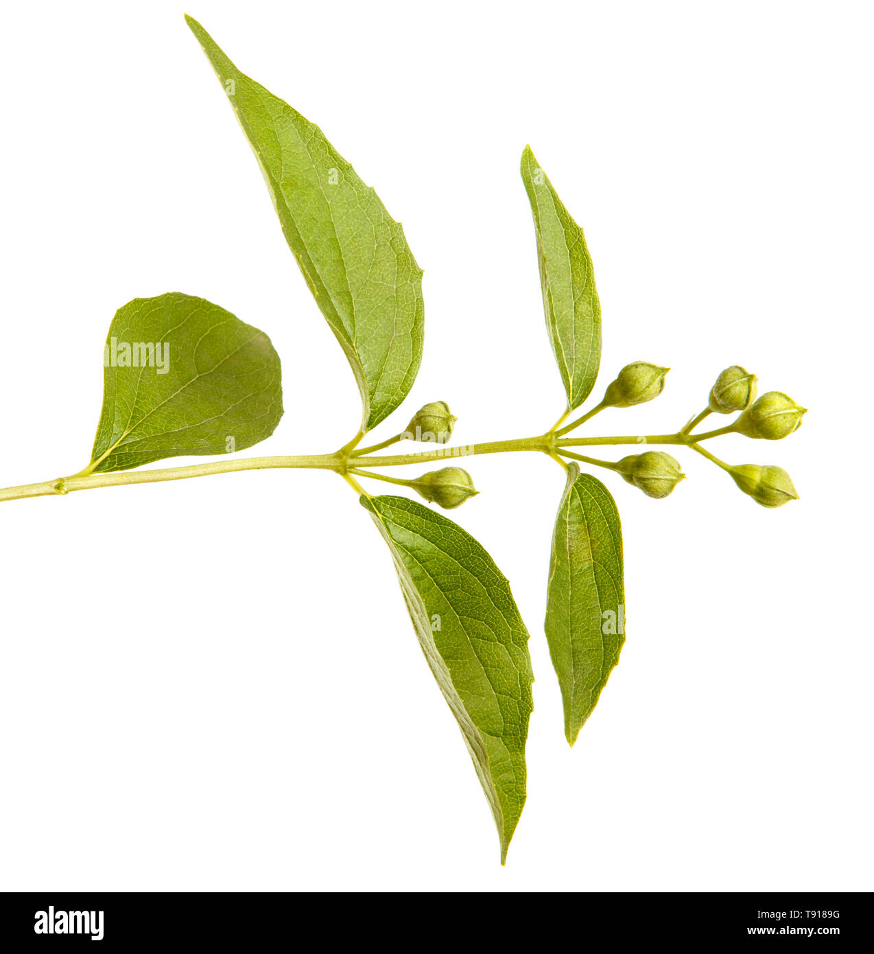 Jasmine plant hires stock photography and images Alamy
