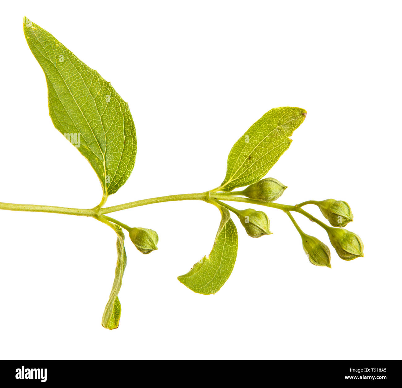 Jasmine plant hires stock photography and images Alamy