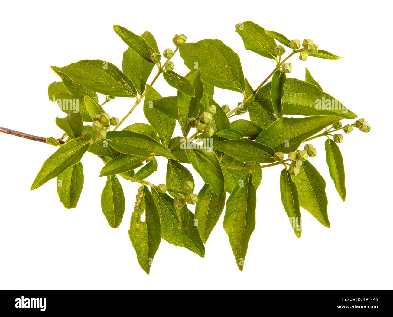 Jasmine plant hires stock photography and images Alamy