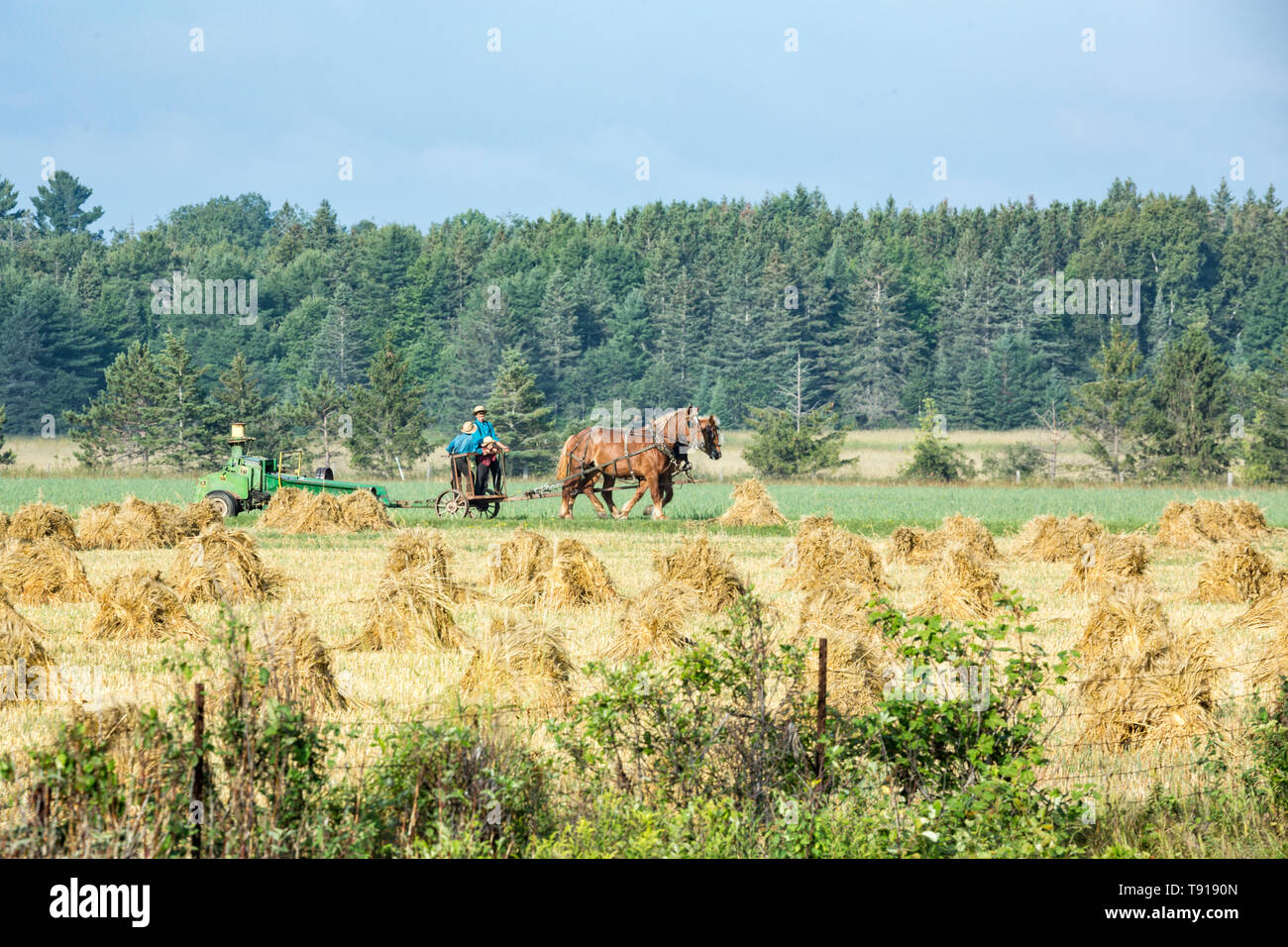 Hay stooks on Amish farm, with horse-drawn implement, Bruce Mines, Ontario, Canada Stock Photo