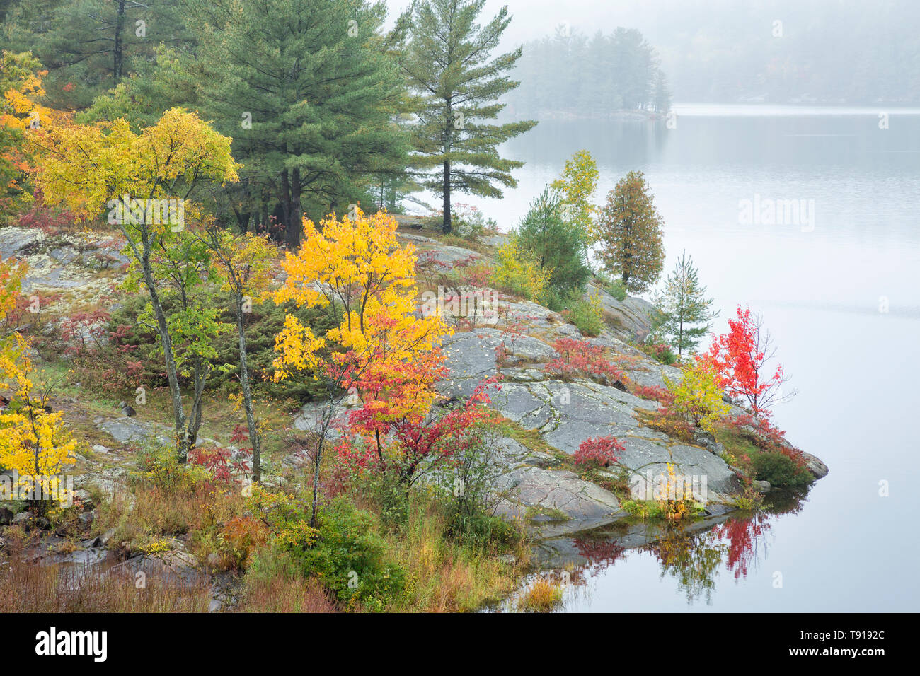 Misty autumn landscape, Rock Lake, Sudbury District, Ontario, Canada Stock Photo