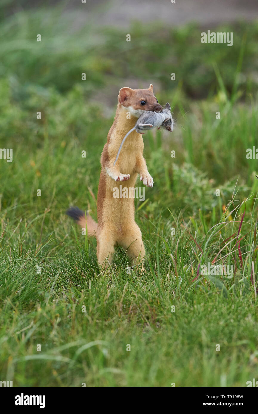 short-tailed weasel, mustela erminea, with mouse in it's mouth Stock Photo