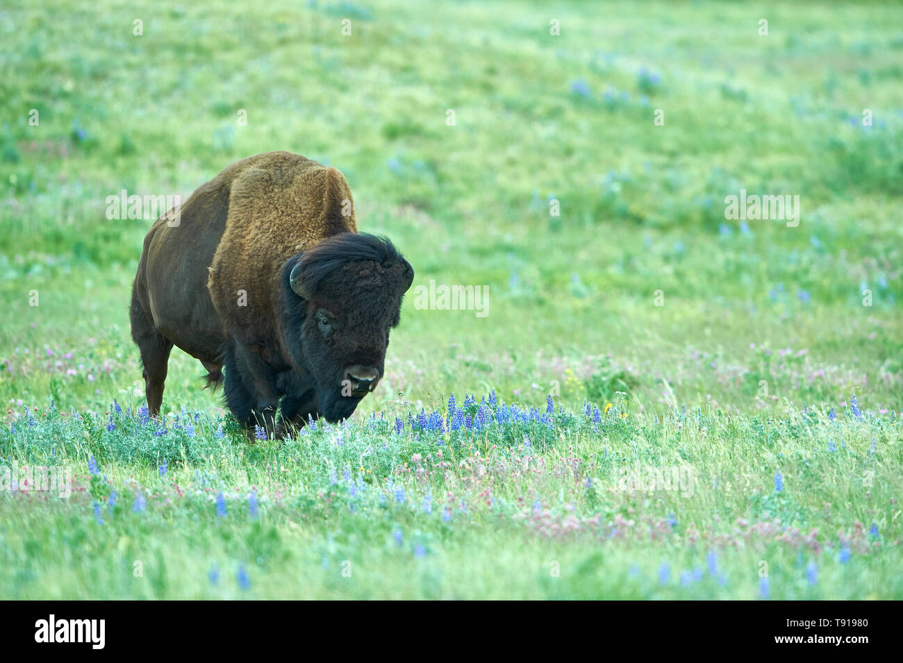 Plains Bison, (Bison bison bison), Waterton Lakes National Park, Alberta, Canada Stock Photo Alamy