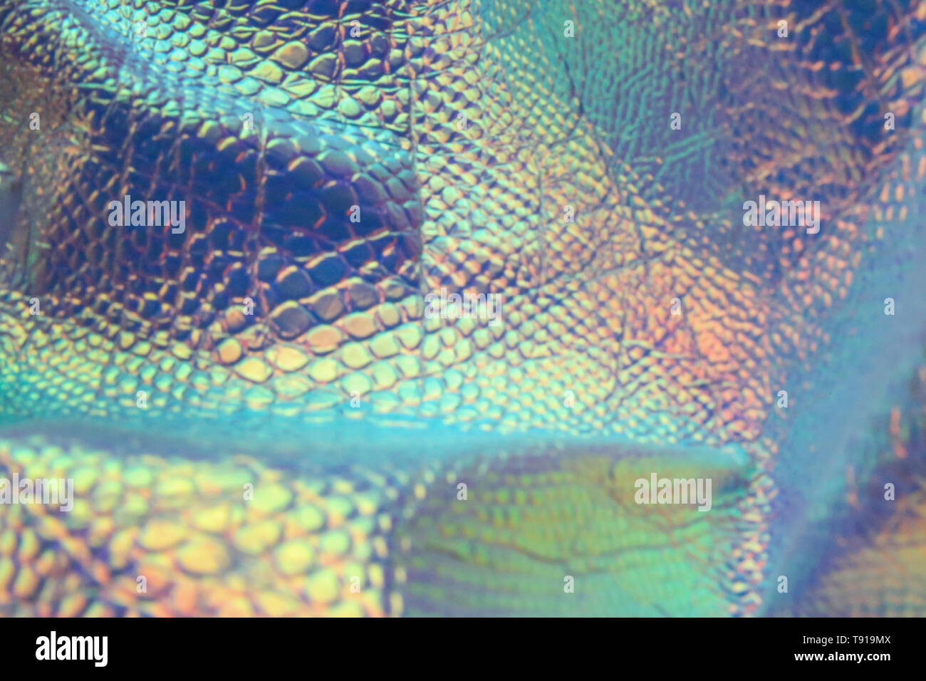 Abstract trendy holographic snake background with neon colors. Backdrop for your design. Stock Photo