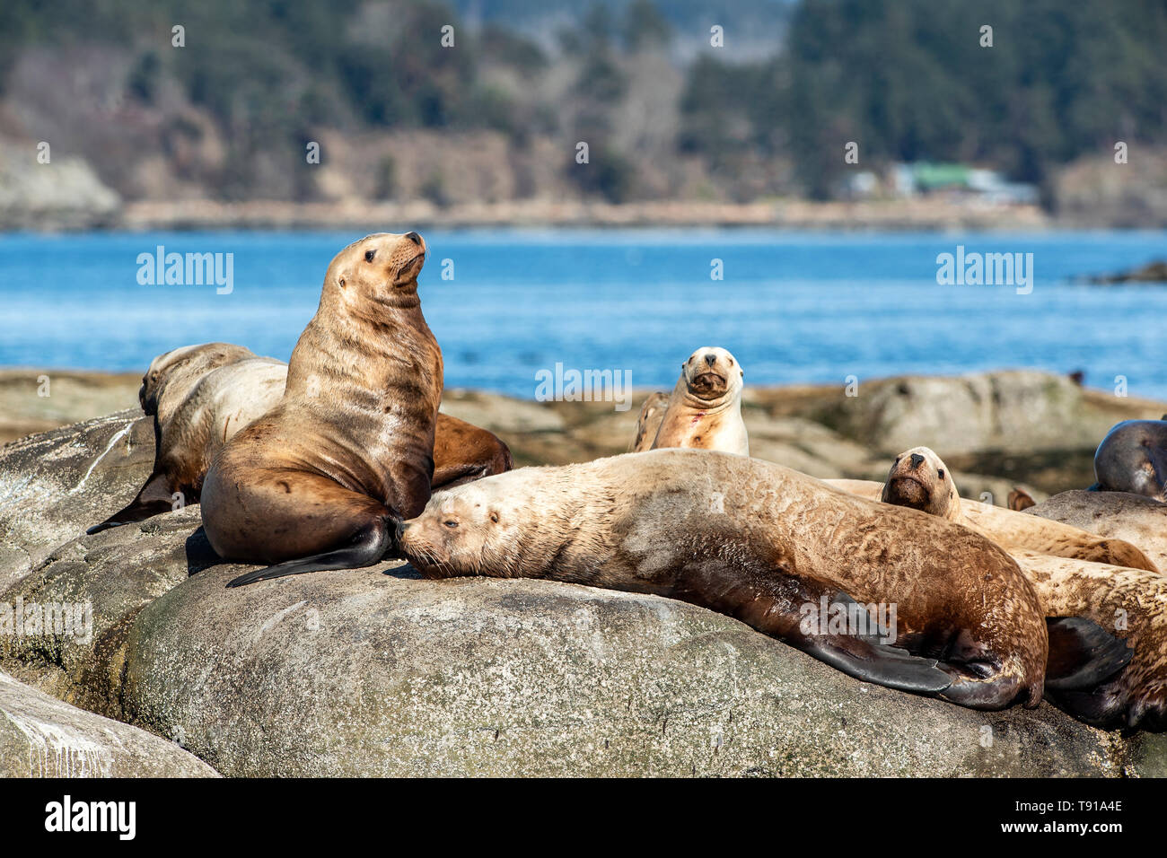 Stellar Sea Lion (Eumetopias jubatus), Hornby Island, Vancouver Island, BC, Canada Stock Photo
