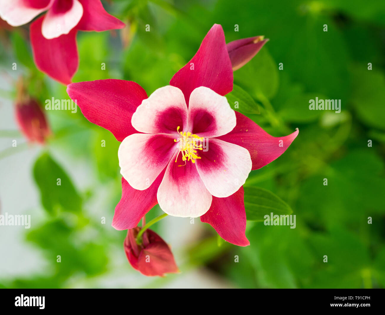 Aquilegia Songbird Cardinal Columbine flower. Stock Photo