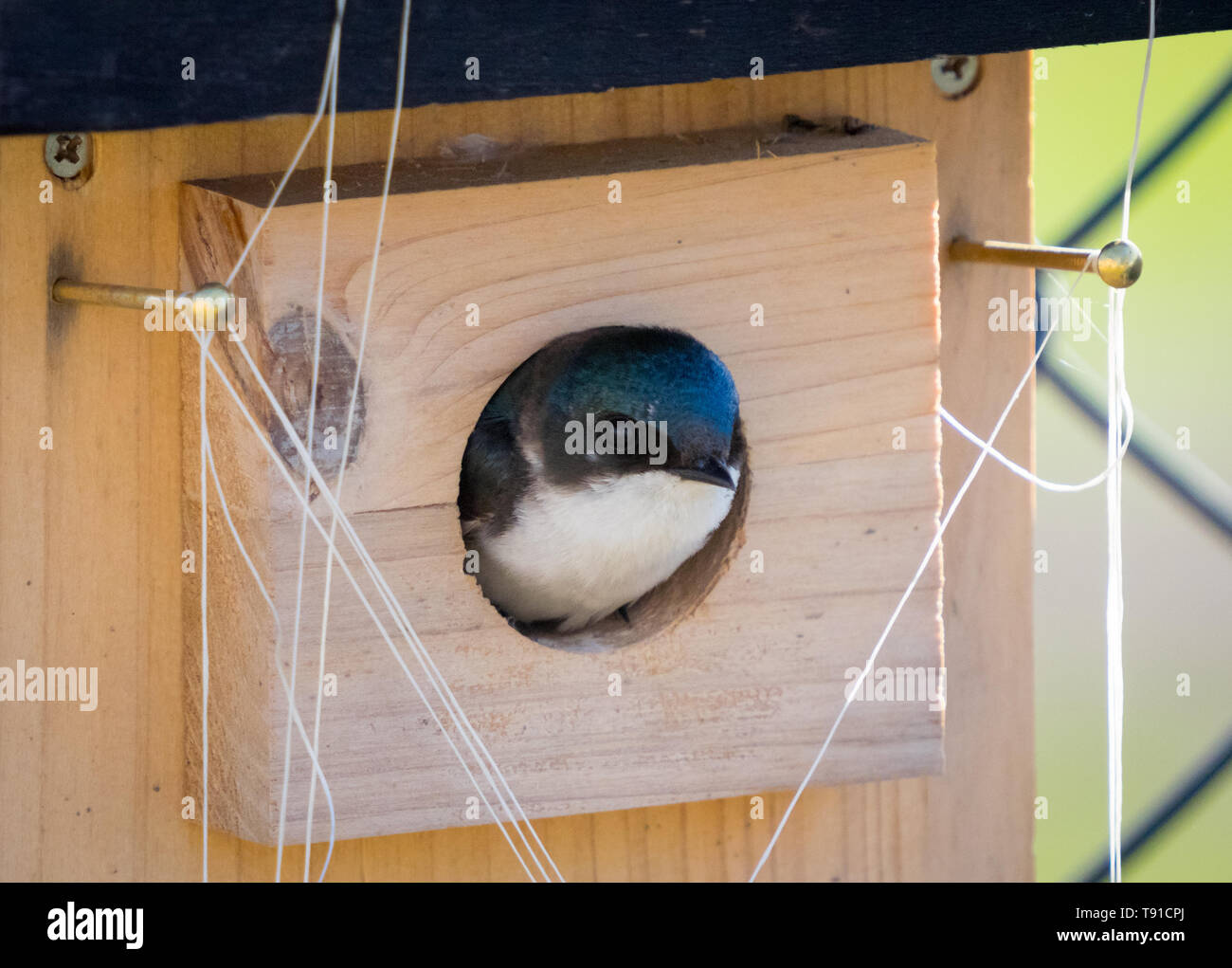 A female tree swallow (Tachycineta bicolor) with her head poking out of her nestbox in Beaumont, Alberta, Canada Stock Photo