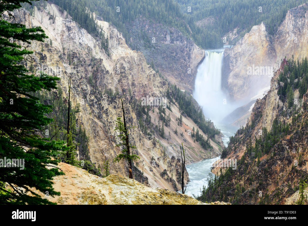 The Yellowstone River flows over the Lower Yellowstone Falls into the Grand Canyon of the Yellowstone.  It's in Yellowstone National Park in Wyoming USA. Stock Photo