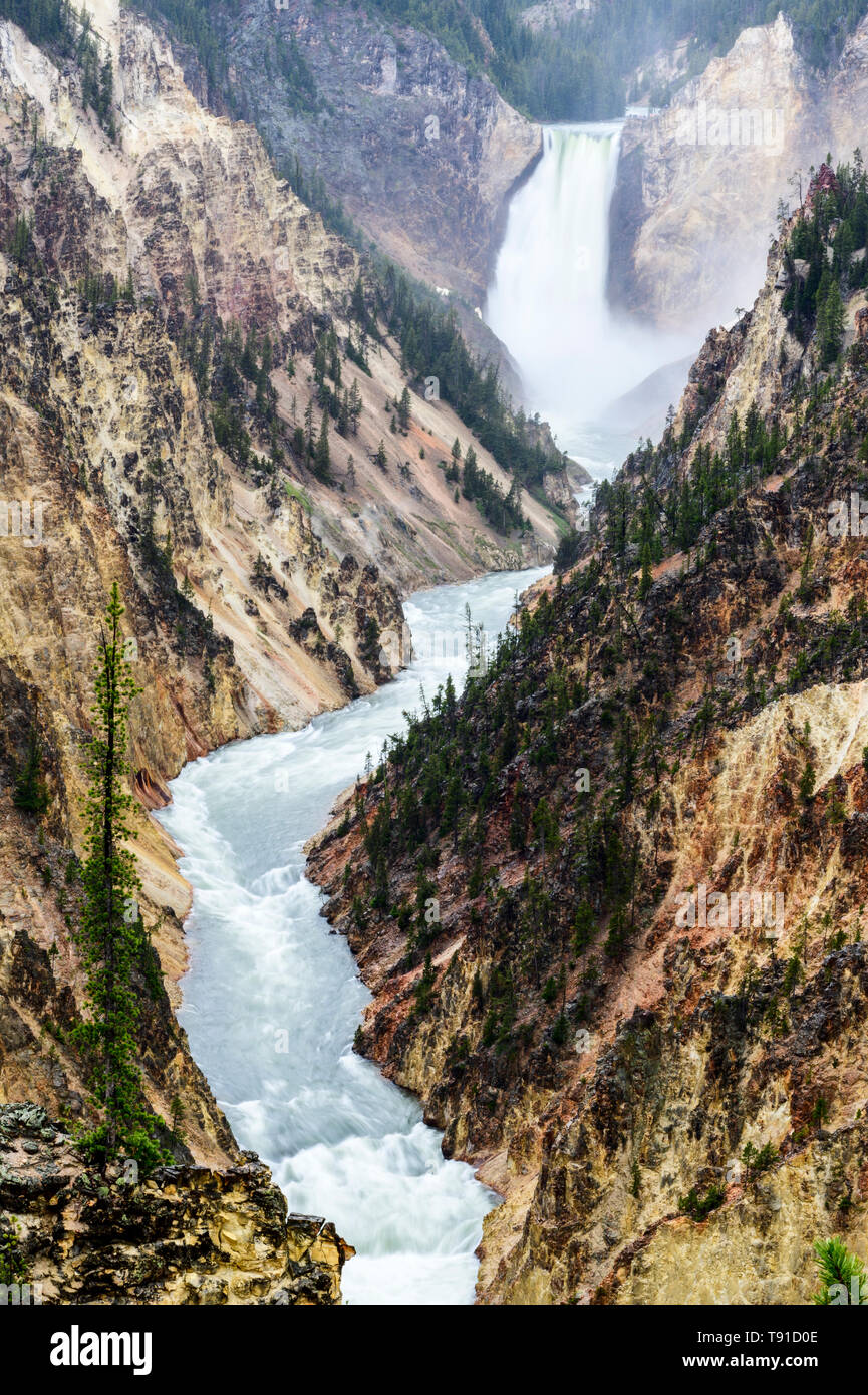 The Yellowstone River flows over the Lower Yellowstone Falls into the Grand Canyon of the Yellowstone.  It's in Yellowstone National Park in Wyoming USA. Stock Photo