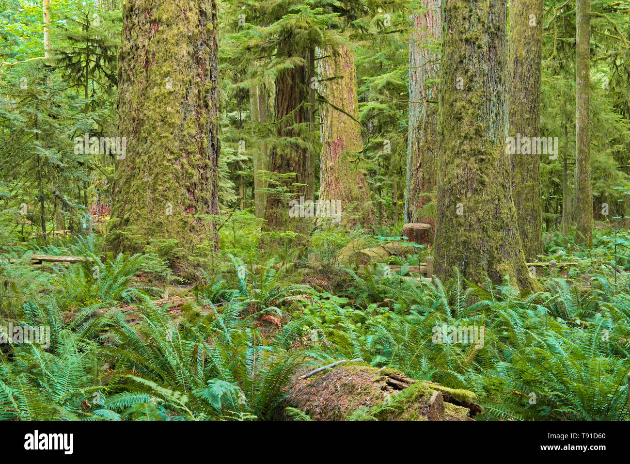 Rain forest british columbia canada cathedral grove old growth forest ...