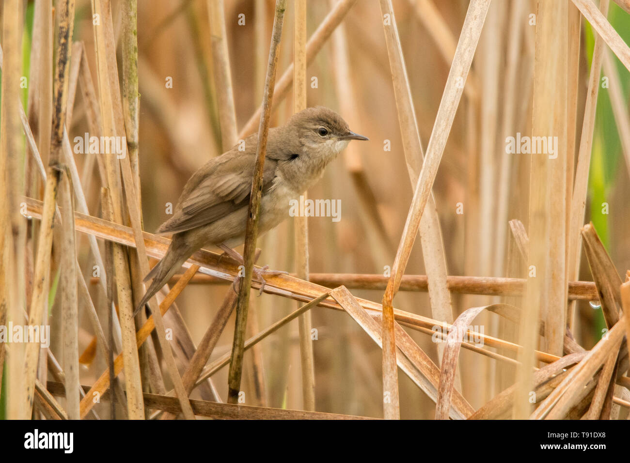 Savi's warbler (Locustella luscinioides). Bird among reeds. Polesie. Ukraine Stock Photo