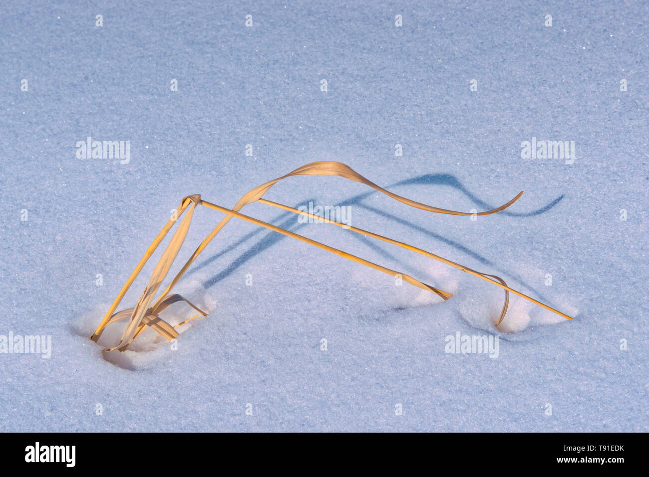 Grasses in snow Birds Hill Provincial Park Manitoba Canada Stock Photo