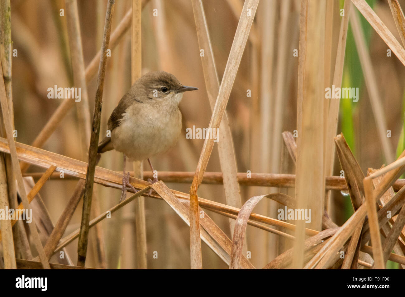 Savi's warbler (Locustella luscinioides). Bird among reeds. Polesie. Ukraine Stock Photo