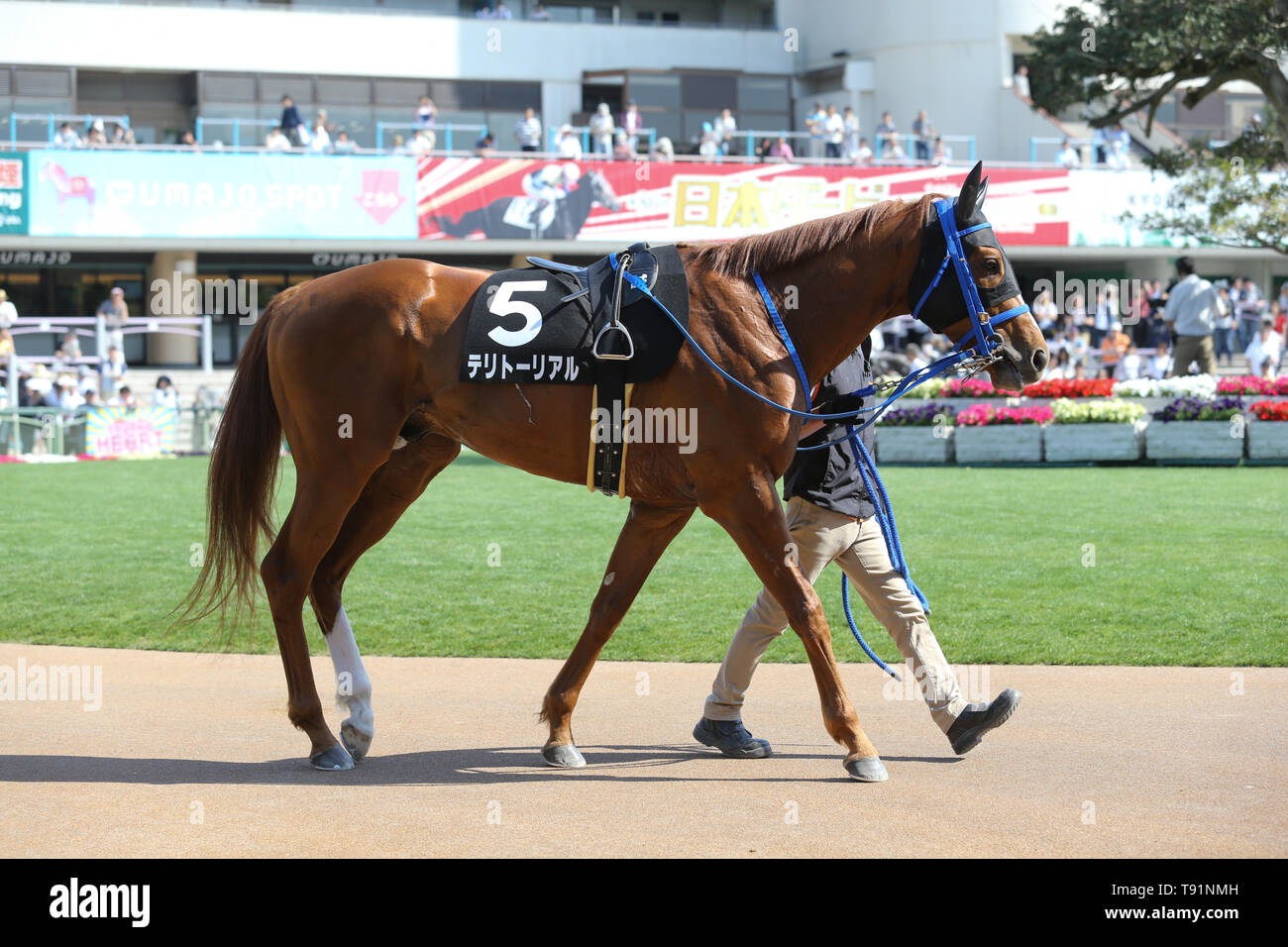 Kyoto, Japan. 11th May, 2019. Territorial Horse Racing : Territorial is ...