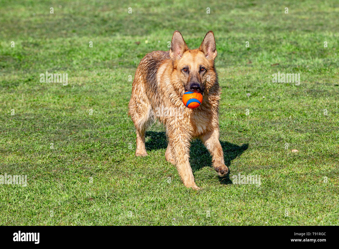 Weather. Northampton, UK. 16th May, 2019. A German Shepard dog having fun on it's morning walk in Abington park on a bright warm sunny morning. Credit: Keith J Smith./Alamy Live News Stock Photo